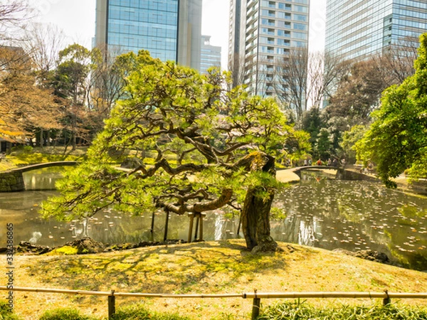 Fototapeta 春の六義園　旅行　散歩　おすすめ