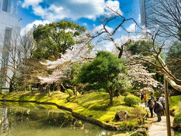 Fototapeta 春の六義園　旅行　散歩　おすすめ