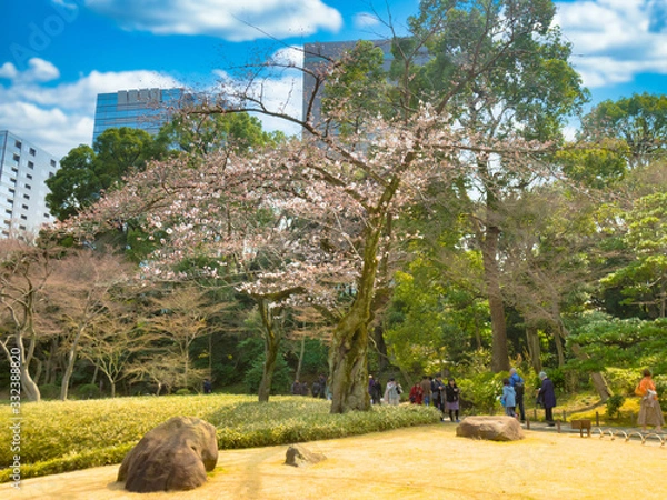 Fototapeta 春の六義園　旅行　散歩　おすすめ