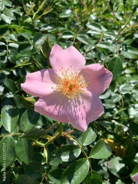Obraz flower in garden