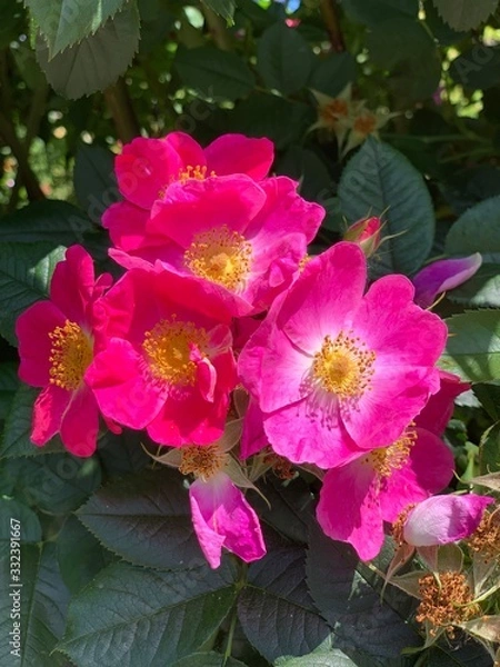 Obraz flowers in the garden