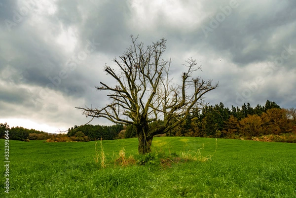 Obraz tree and a cloudy sky 흐린 날과 나무