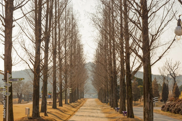 Obraz Metasequoia Road 메타세콰이어길
