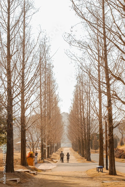 Obraz Metasequoia Road 메타세콰이어길