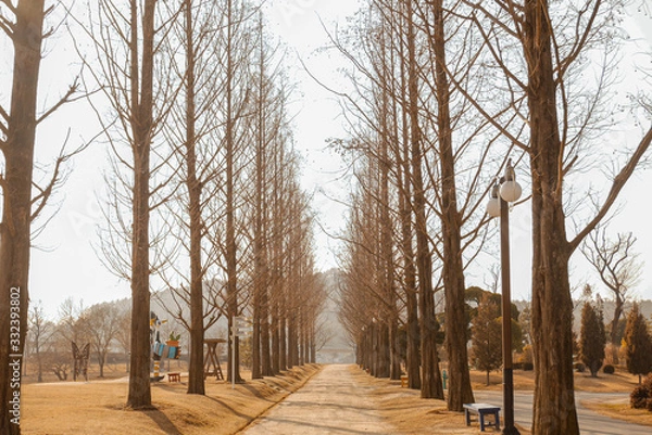 Obraz Metasequoia Road 메타세콰이어길