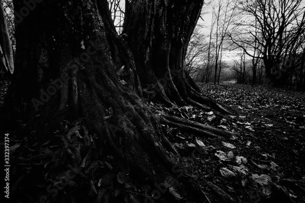 Fototapeta dark scary forest landscape, low angle view of old tree in dark woods