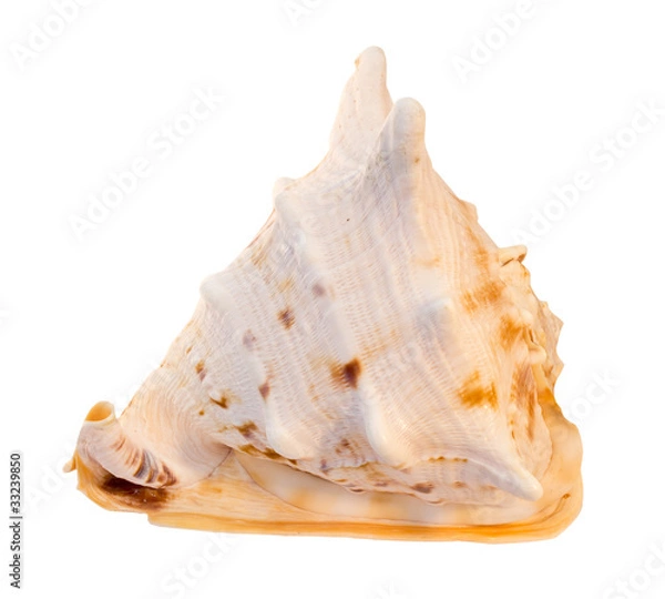 Fototapeta sea shell
