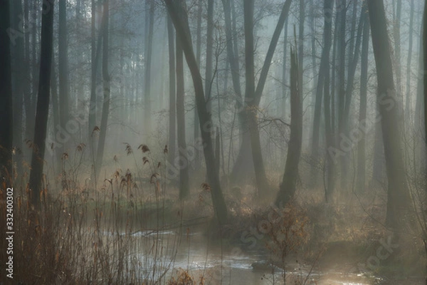 Fototapeta Mglisty las