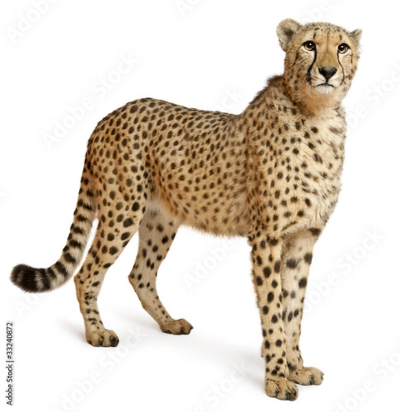 Obraz Gepard, Acinonyx jubatus, 18 miesięcy, stojący