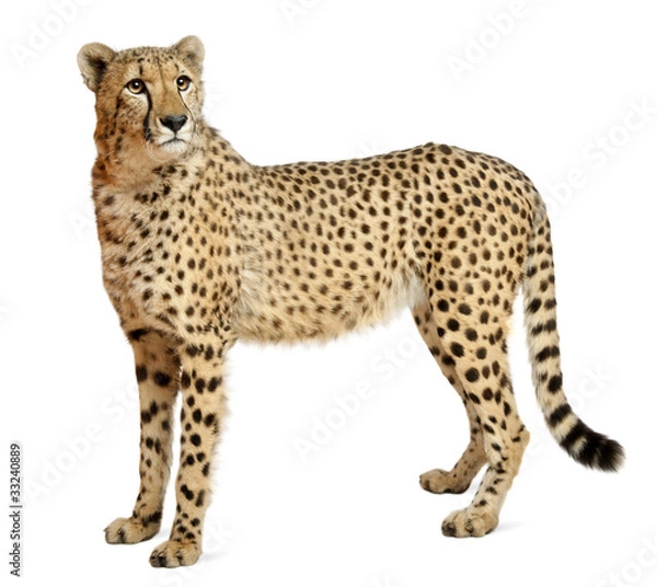 Obraz Gepard, Acinonyx Jubatus, 18 miesięcy, stojący