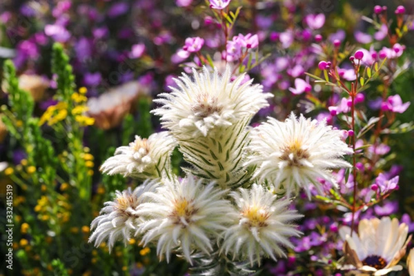 Fototapeta フィリカ