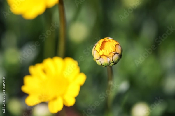 Fototapeta つぼみ