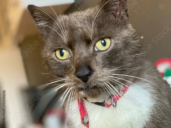 Obraz cat with blue eyes