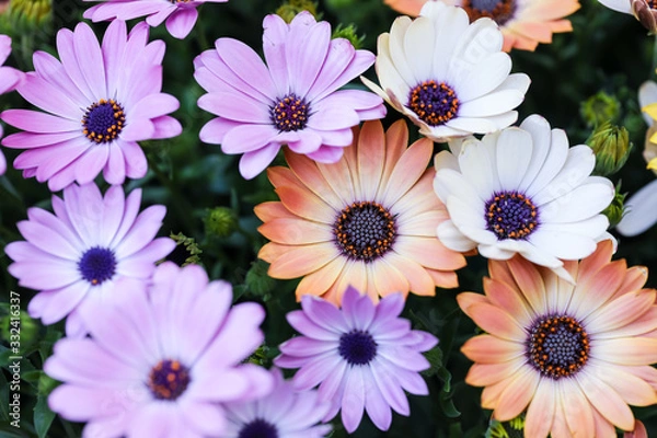 Fototapeta デイジー