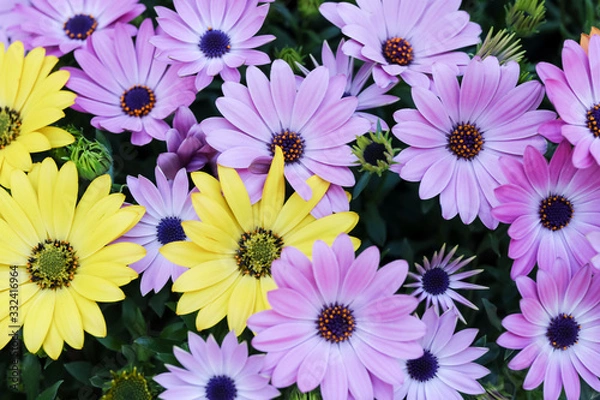 Fototapeta デイジー