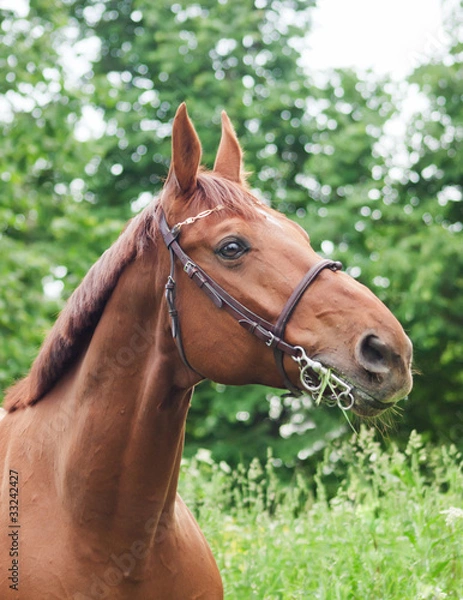 Fototapeta portrait of beautiful red horse
