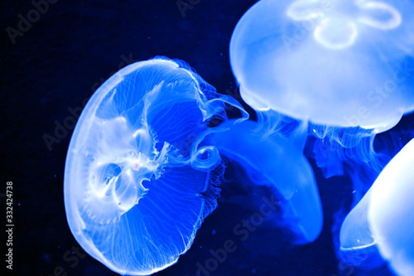 Obraz 鮮やかにライトアップされたミズクラゲ（日本の東京池袋サンシャイン水族館）
