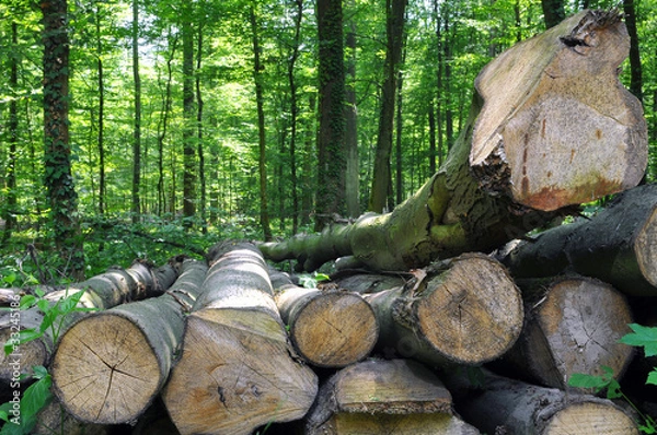 Obraz Tree Trunks Head -on