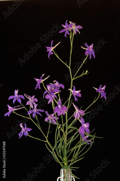 Obraz Forking larspur