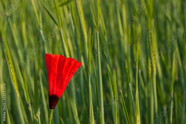 Obraz Single poppy bloom in field