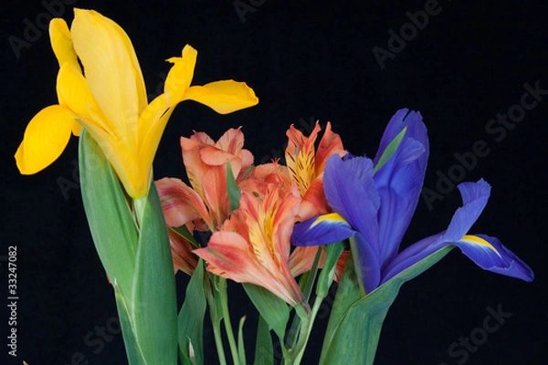 Obraz Spring flowers in black background