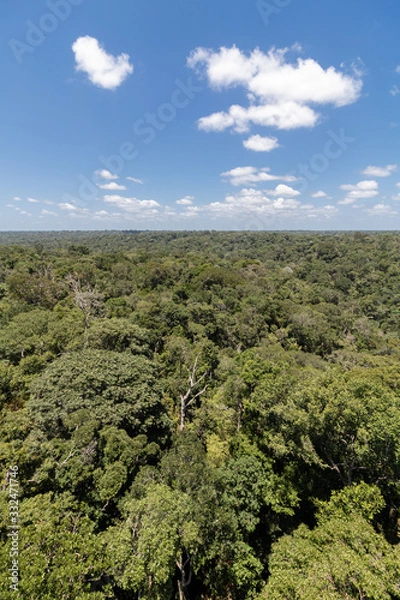 Obraz amazon forest from above