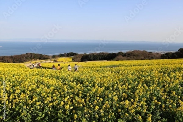 Obraz あわじ花さじき　菜の花畑