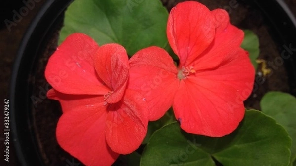 Fototapeta Pelargonium Flower