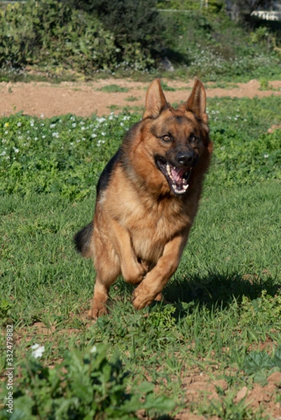Obraz German shepherd dog running