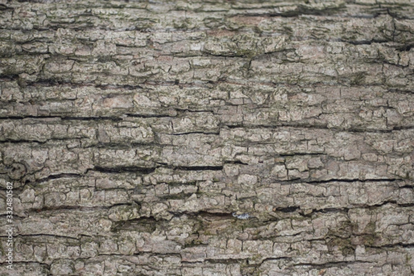 Fototapeta Texture of tree bark.