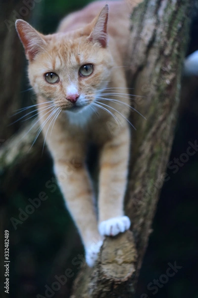 Fototapeta A Ginger cat climbing on a tree.