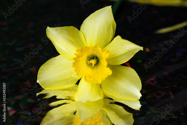 Fototapeta Yellow narcissuses on a black background
