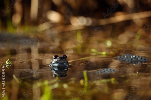 Obraz common frog