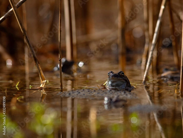 Obraz common frog