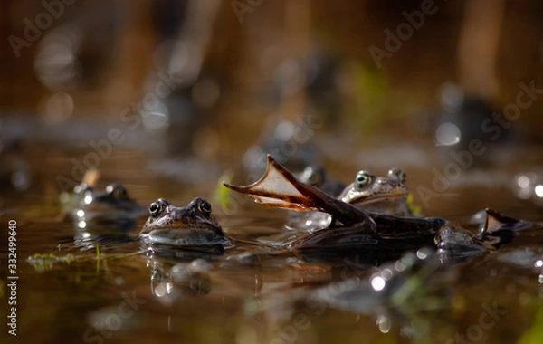 Obraz common frog