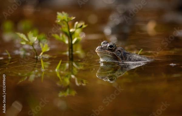 Obraz common frog