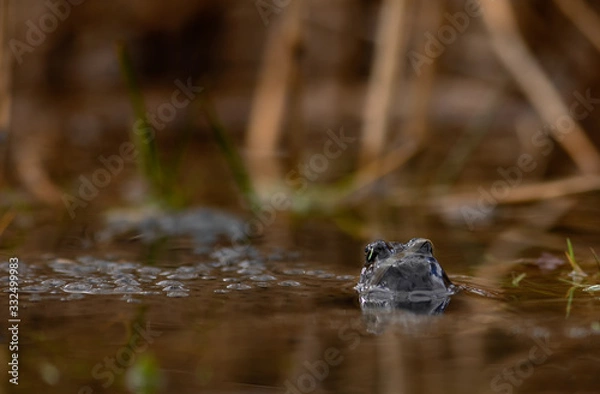Obraz common frog