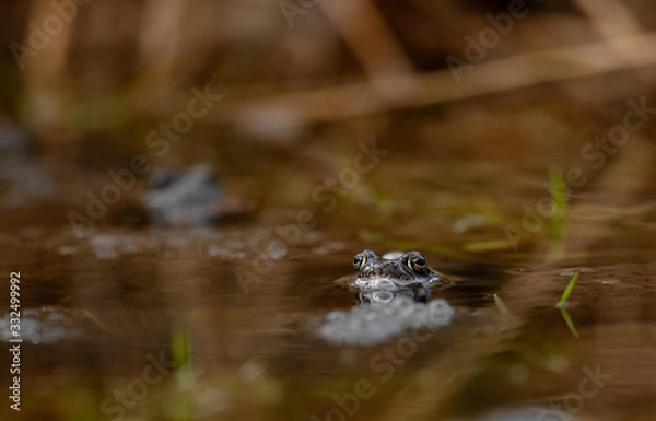 Obraz common frog