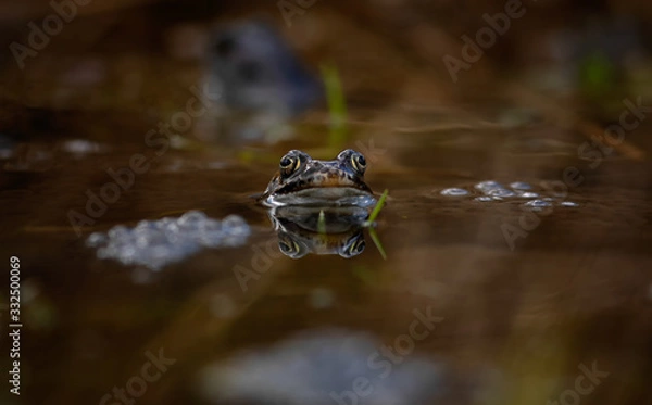 Obraz common frog