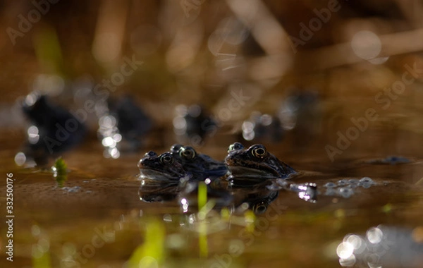 Obraz common frog