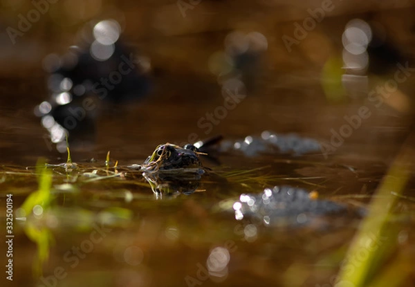 Obraz common frog