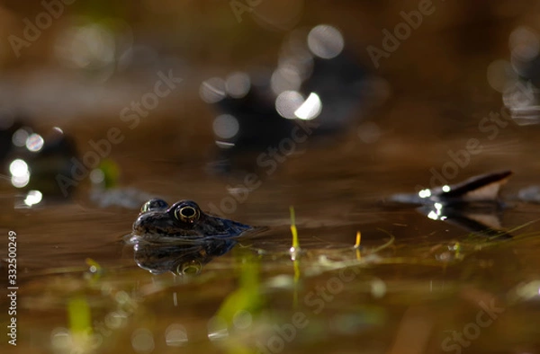 Obraz common frog