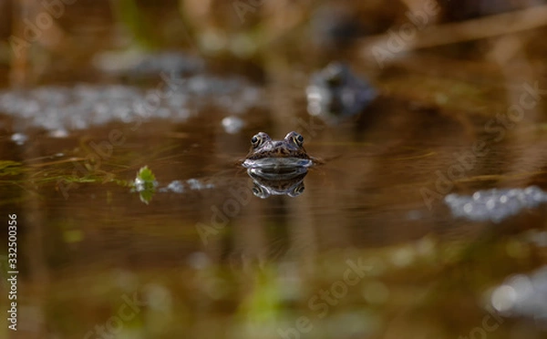 Obraz common frog