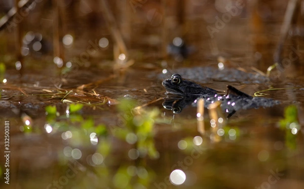 Obraz common frog