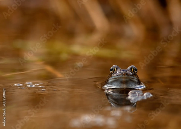 Obraz common frog