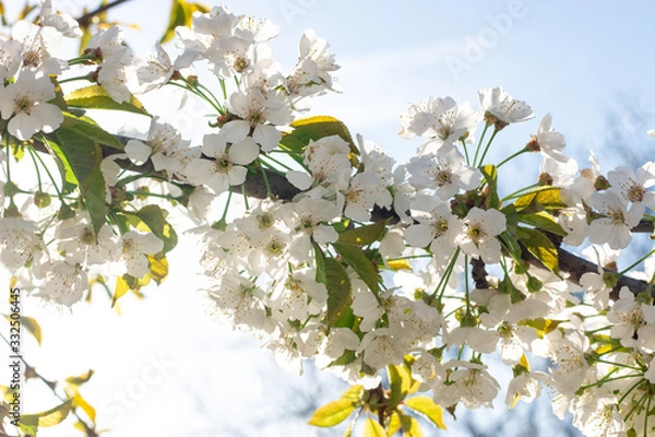Fototapeta white flowers of a tree in spring