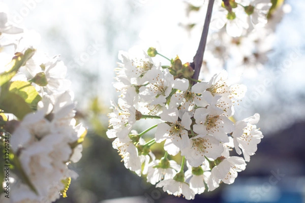 Obraz white blooming cherry in spring