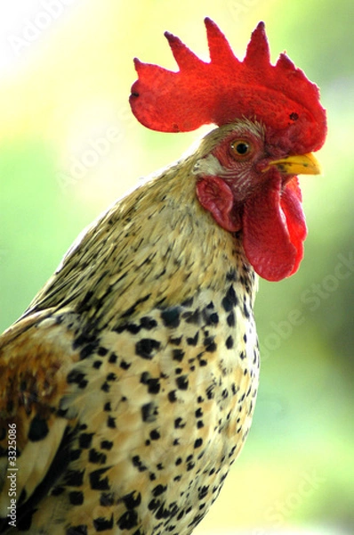Obraz The cock xii