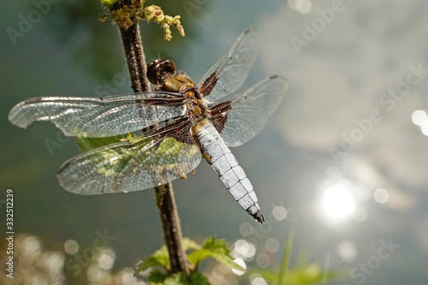 Fototapeta Nahansicht einer Libelle - Plattbauch
