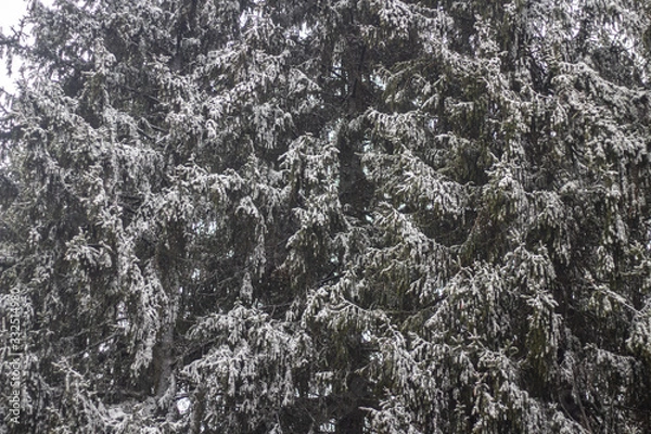 Obraz Trees in the winter. Spruce forest.